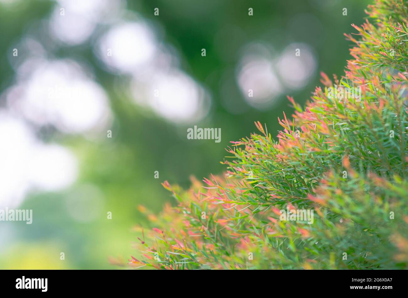 Mise au point et photo floue de couleur verte et rouge miel myrte (Melaleuca linariifolia ‘Claret Tops’) feuilles avec le fond de la lumière de bokeh. Banque D'Images
