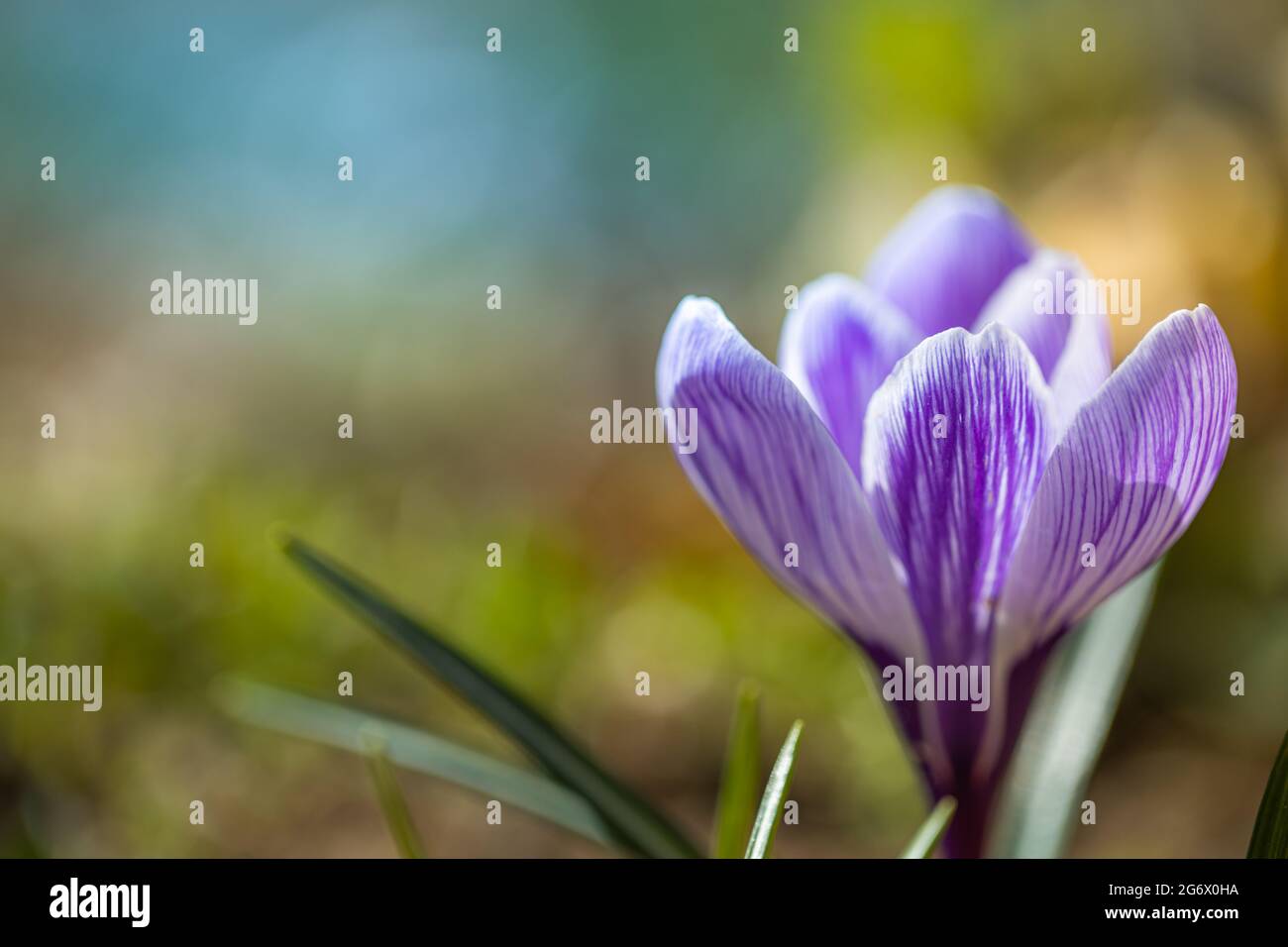 Fleurs de crocus pourpres en fleurs dans un foyer doux sur un jour ensoleillé de printemps. Superbe gros plan fleuri aux couleurs vives Banque D'Images