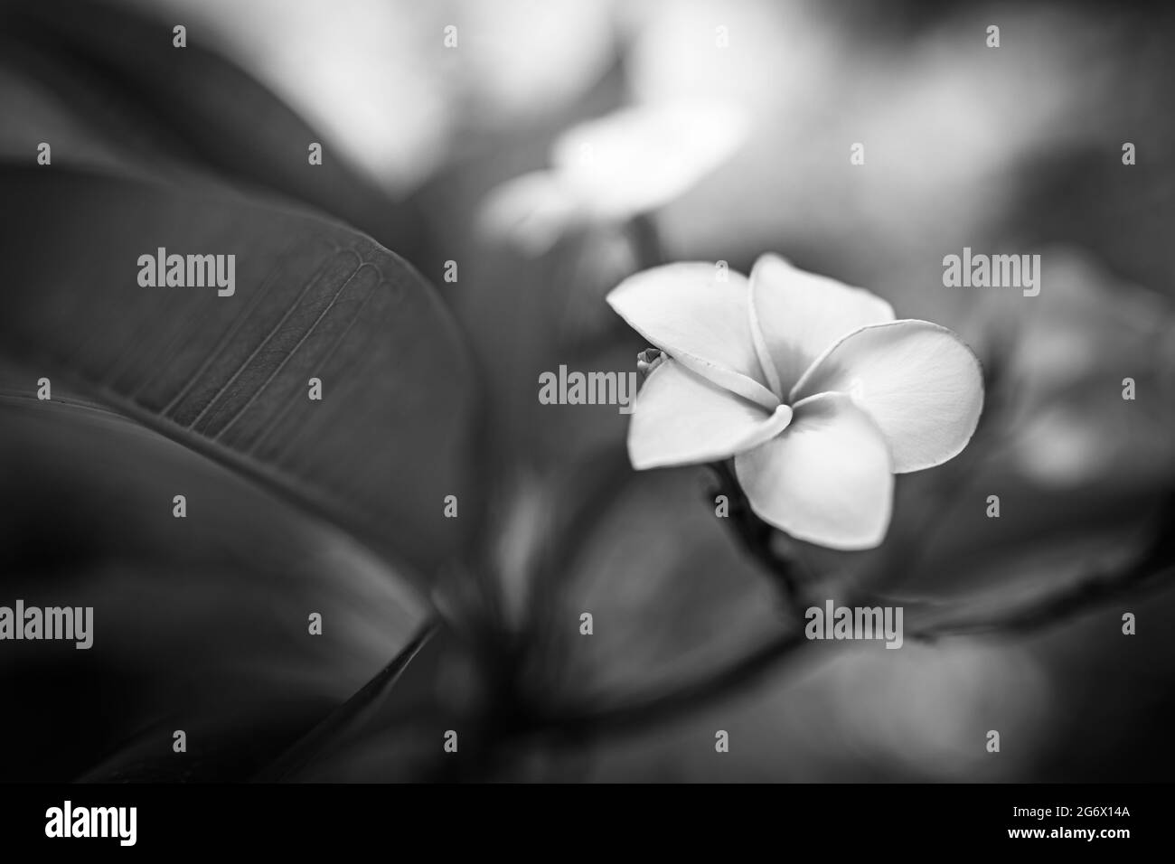 Superbe art noir et blanc de la plumeria de fleurs tropicales avec un arrière-plan flou de bokeh nature. Vue panoramique et exotique sur les fleurs Banque D'Images