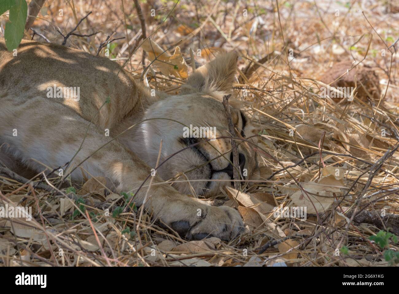Piquant de lioness à l'ombre dans le parc national de Chobe, Botswana Banque D'Images
