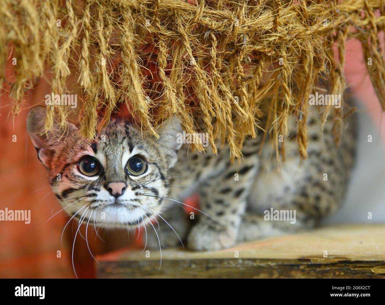08 Juillet 21 Saxe Dresde Un An Vieux Sale Chat Maya Pairs Dehors De Derriere Un Rideau Au Minis Zoo Le Petit Chat Tachete Est Venu Du Zoo Opel De Kronberg Et A 08 Juillet 21 Saxe Dresde Un An Vieux Sale Chat Maya Pairs Dehors De Derriere Un Rideau Au Minis Zoo Le Petit Chat Tachete Est Venu Du Zoo Opel De Kronberg Et A
