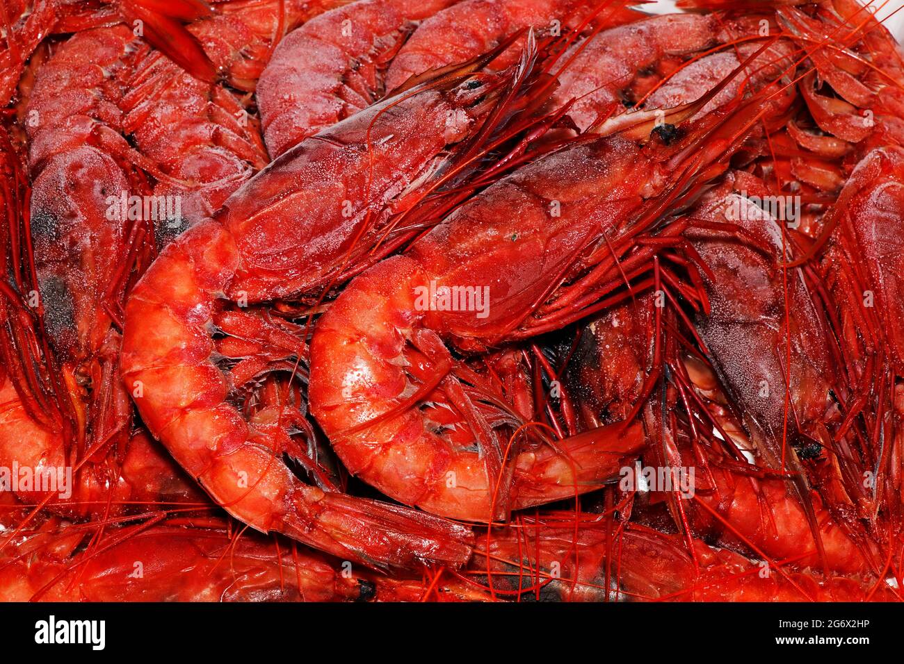 crevettes rouges italiennes ou crevettes en gros plan connu sous le nom de gambero roso Banque D'Images