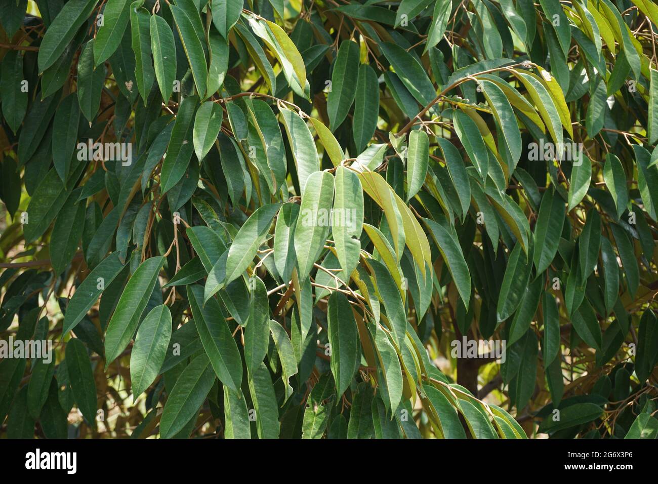 Feuilles de durian vertes avec un fond naturel Banque D'Images