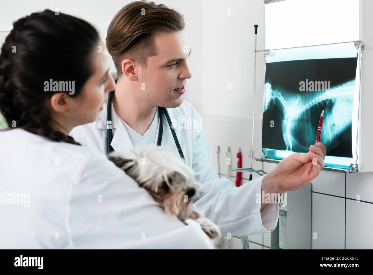 Deux jeunes médecins vétérinaires l'examen de radiographie à l'hôpital pour animaux de compagnie Banque D'Images