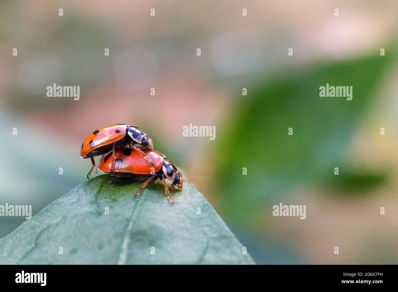 Les coccinelles s'accouplant sur un poivron Banque D'Images