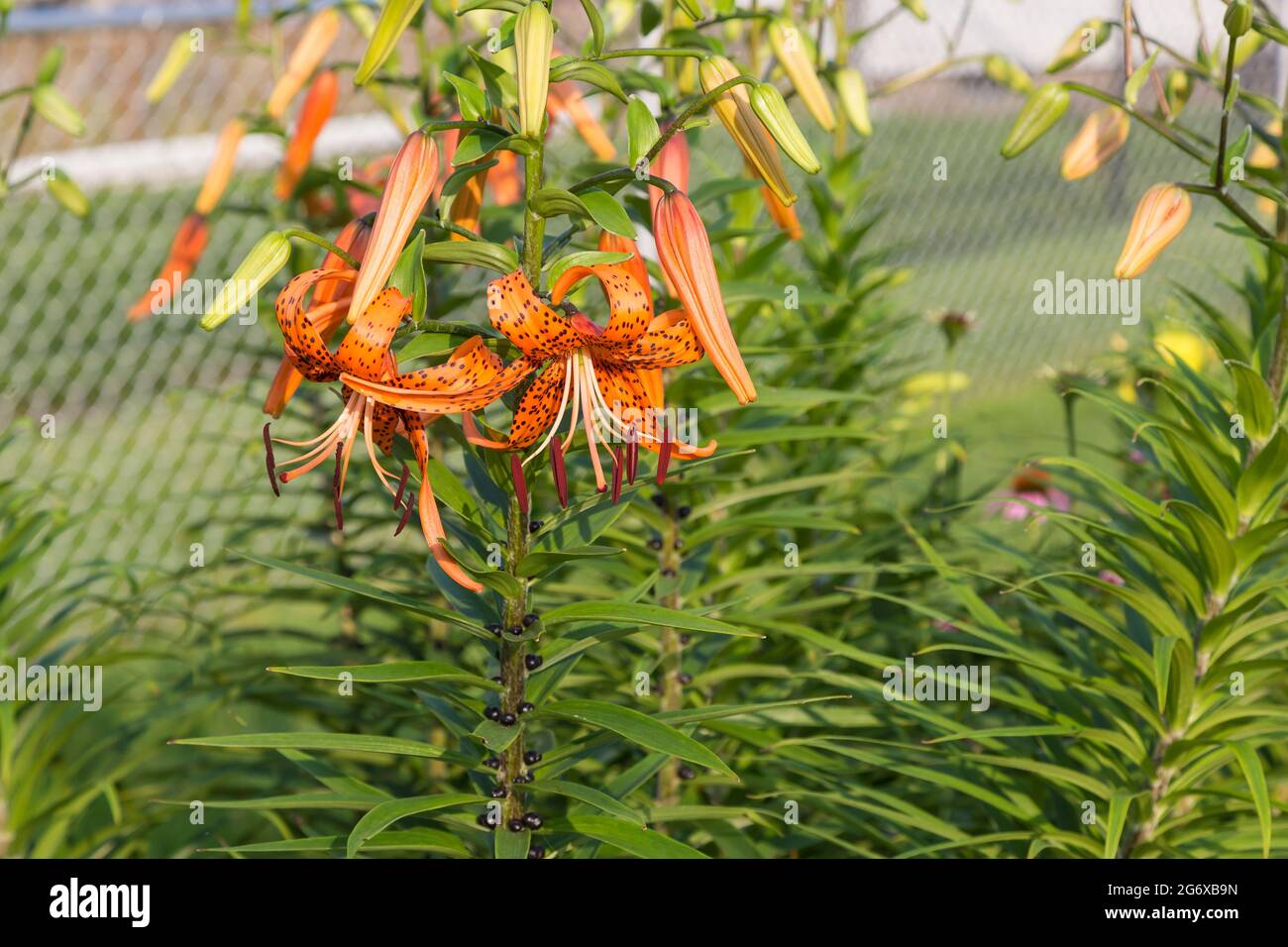 Une vue en grand angle d'un grand nombre de Tiger Lily fleurit au lever du soleil Banque D'Images