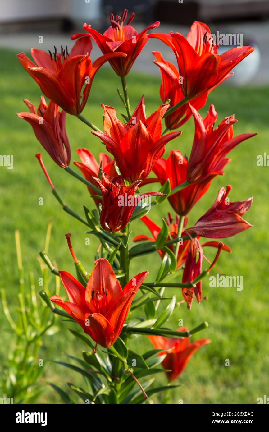 une vue grand angle d'un groupe de lys rouges dans le jardin fleuri Banque D'Images