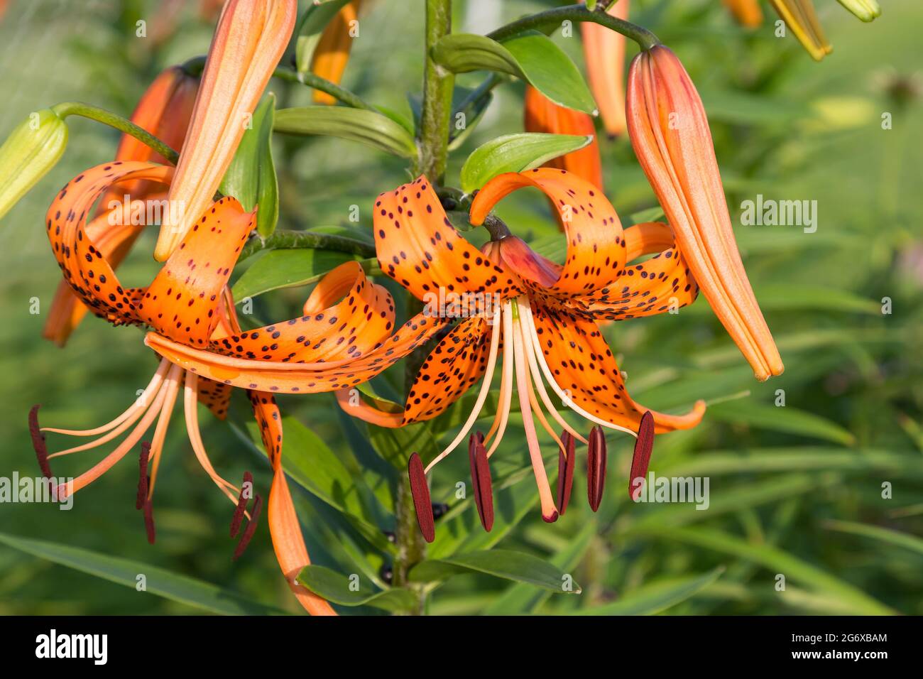 Un gros plan de plusieurs Lily tigrée fleurit au lever du soleil Banque D'Images