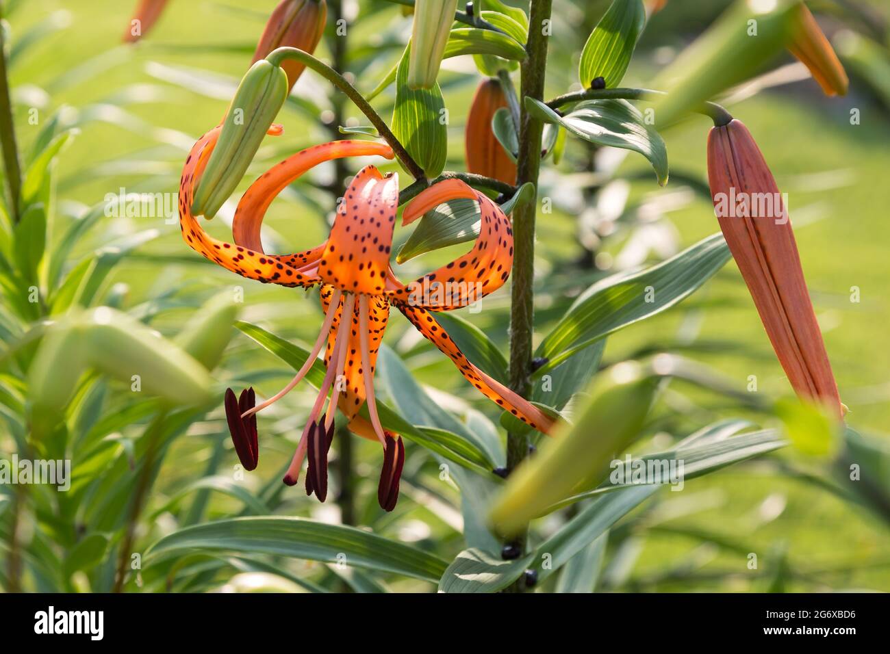 Un gros plan d'un Tigre Lily nouvellement ouvert se bloom au lever du soleil Banque D'Images