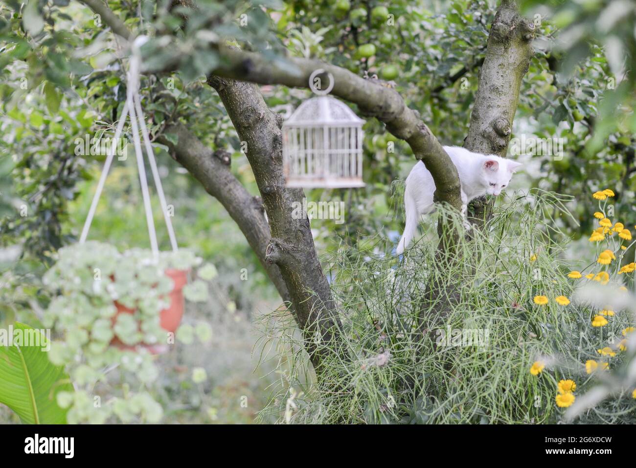 Chat blanc espiègle profitant de moments énergiques dans un jardin ensoleillé par une belle journée chaude d'été Banque D'Images