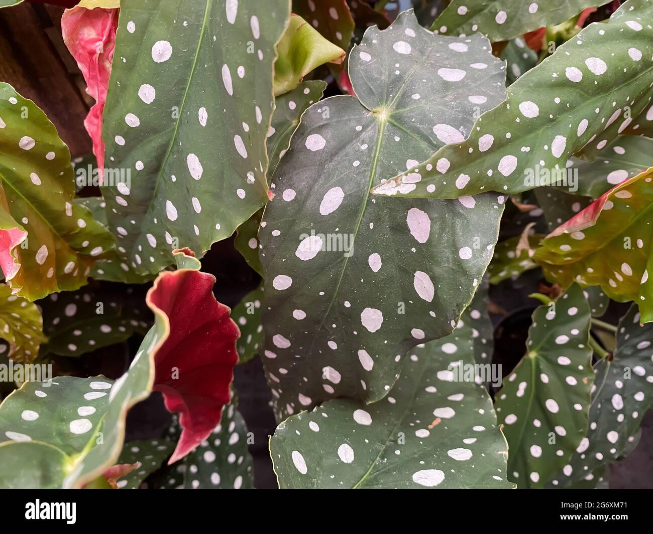 Gros plan de la plante isolée (ailes d'ange de begonia) avec des feuilles vertes et des taches blanches Banque D'Images