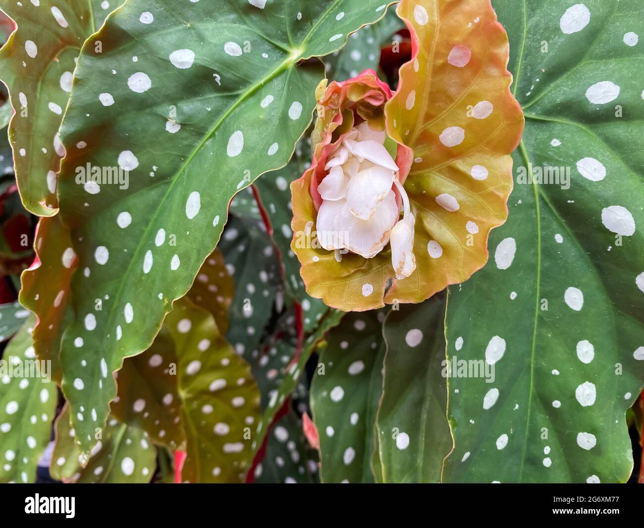 Gros plan de la plante isolée (ailes d'ange de begonia) avec des feuilles vertes et des taches blanches Banque D'Images