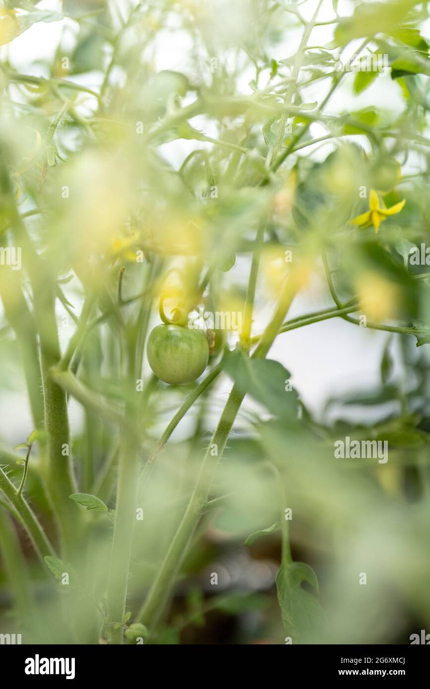 Un buisson de tomates vertes maison cultivées dans un lit de jardin sur un balcon. Mise au point sélective. Banque D'Images