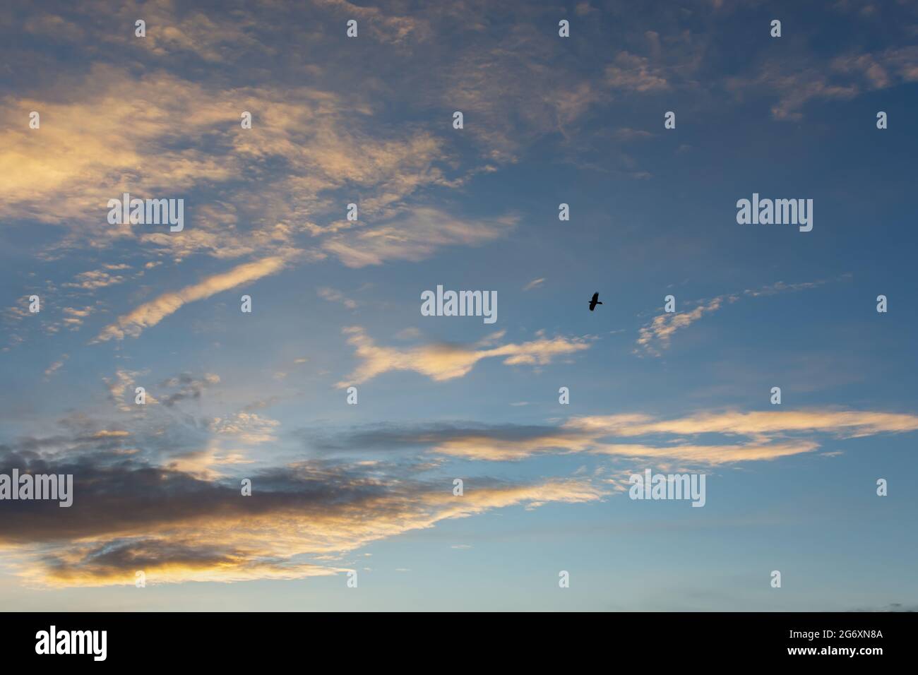 Ciel d'aigle magnifiques nuages. Une silhouette noire d'un oiseau de proie qui s'envolent parmi les nuages. Le concept de liberté, d'indépendance, de force, de ruse. Ou Banque D'Images