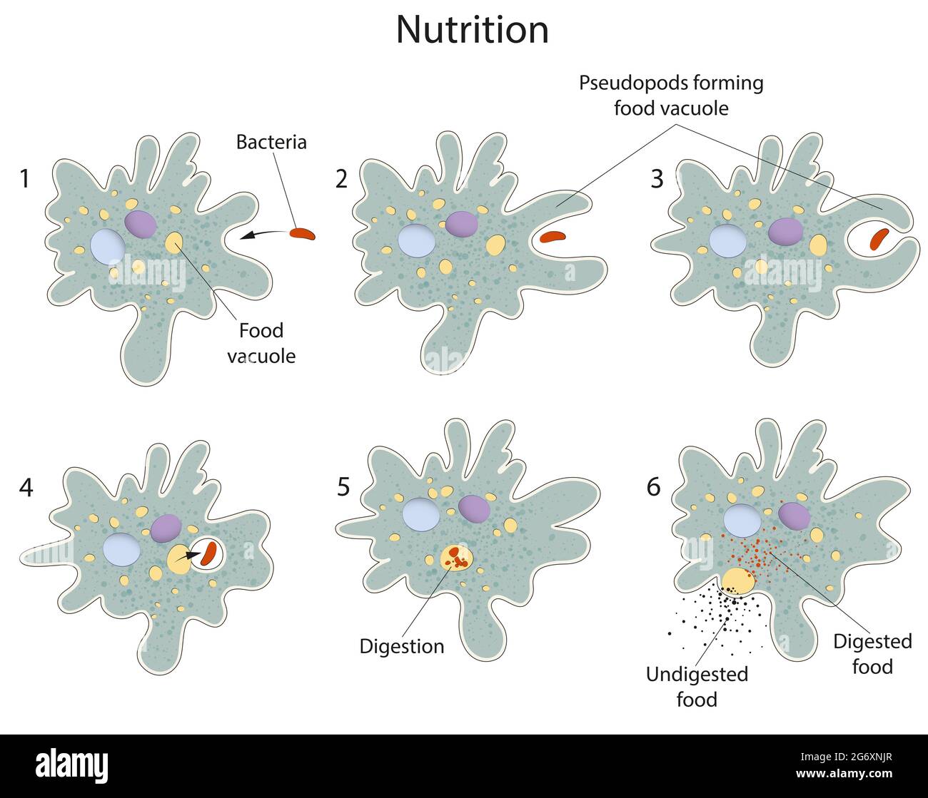 Diverses étapes impliquées dans la nutrition d'Amoeba Banque D'Images