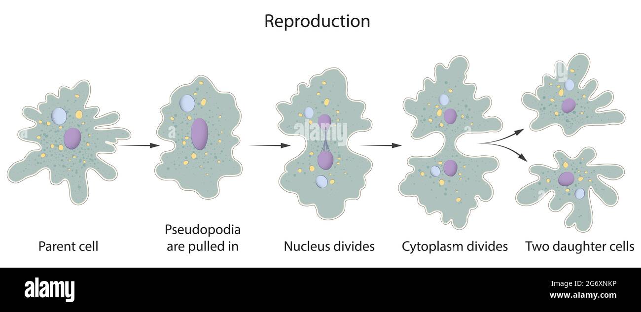 Reproduction asexuée à Amoeba Banque D'Images