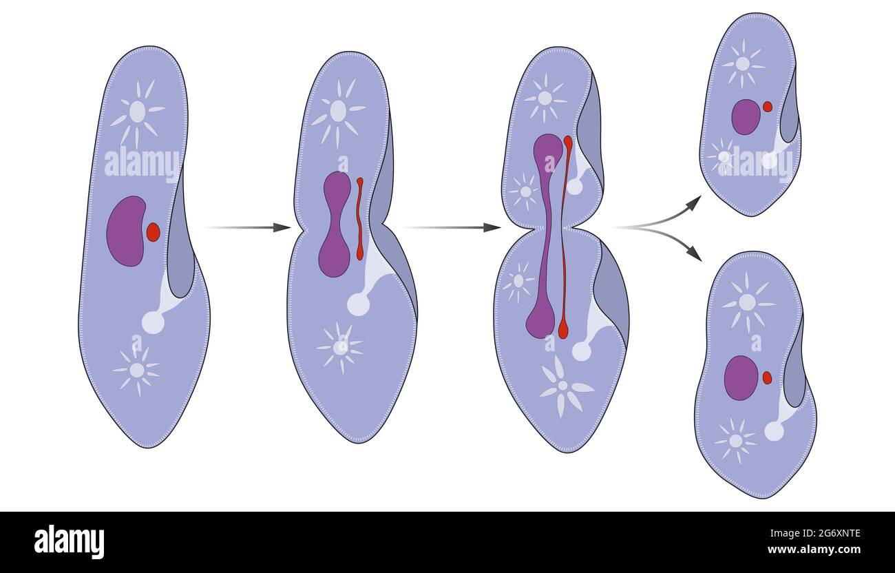 La reproduction du Paramecium est asexuée, par fission binaire Banque D'Images