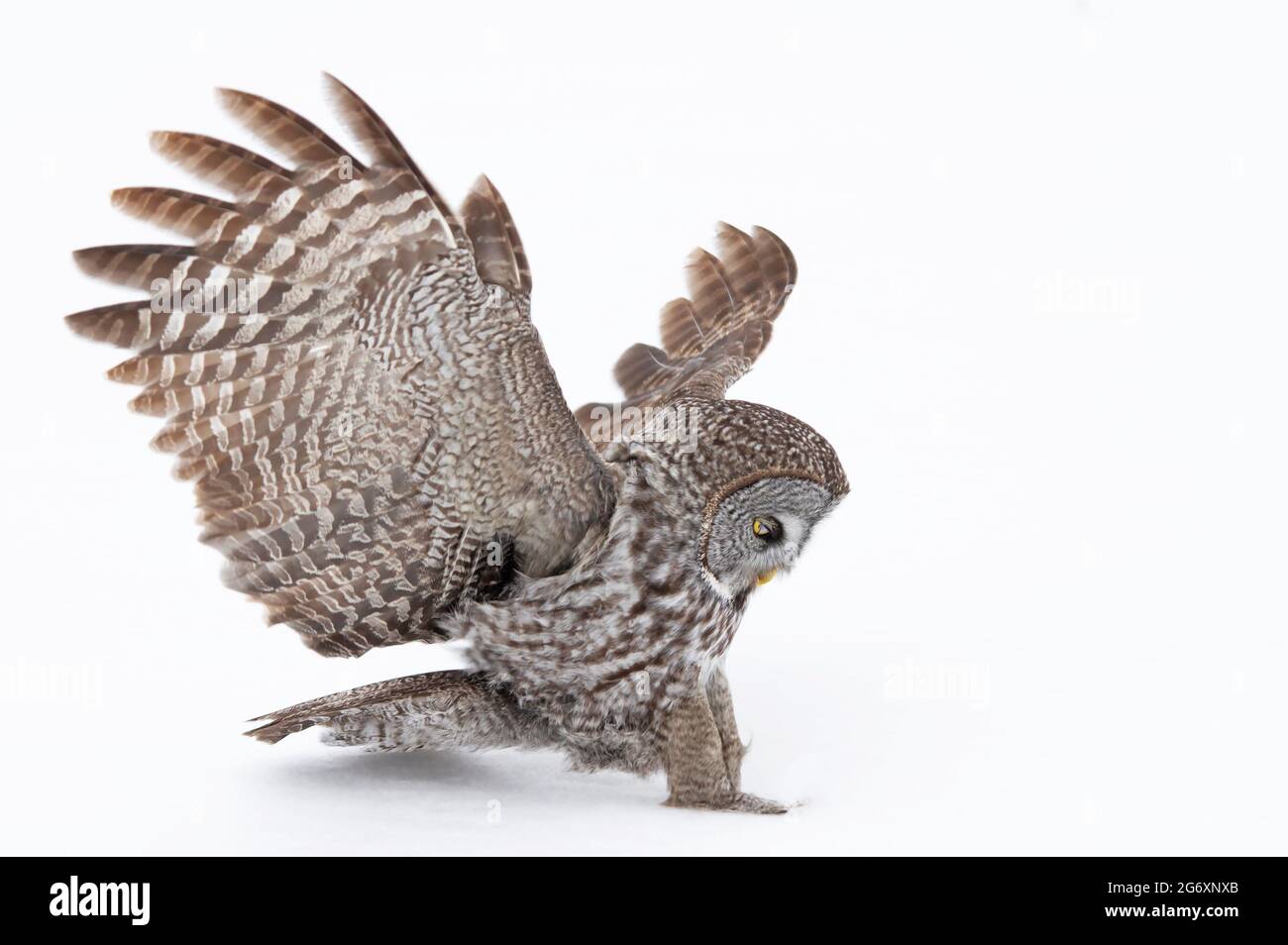 Le grand hibou gris avec des ailes se répand se prépare à bondir sur les proies en hiver au Canada Banque D'Images