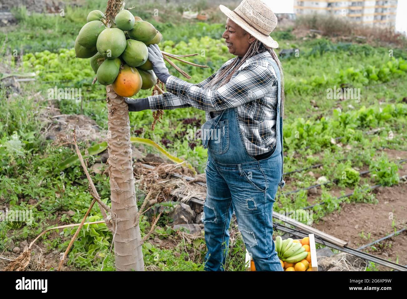 Agriculteur africain senior travaillant dans la campagne en ramassant les fruits de papaye - concept de vie de la ferme Banque D'Images