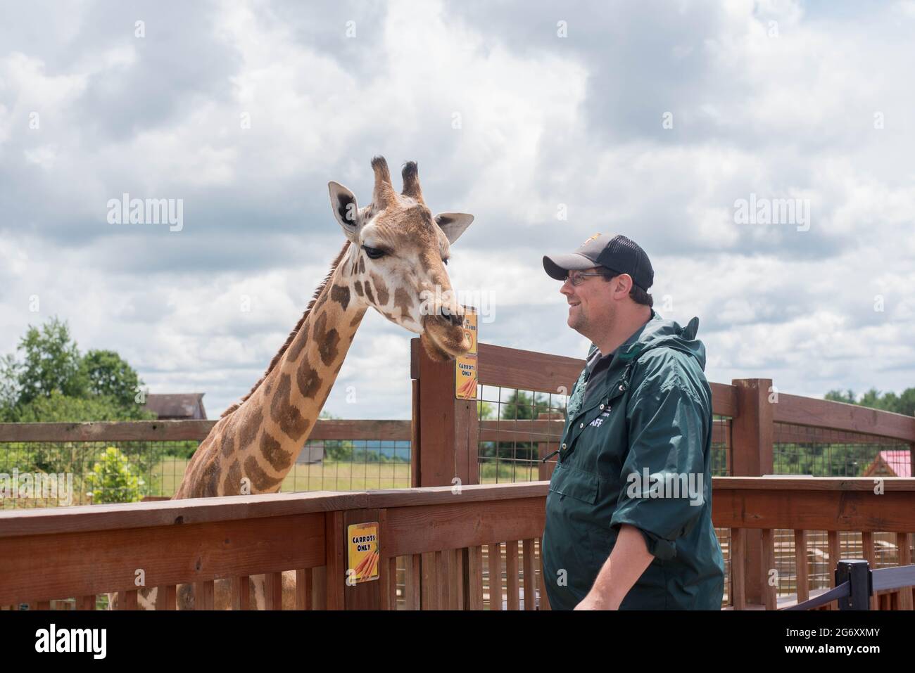 Un employé du Animal Adventure Park à Harpursville, NY visite les installations de la girafe réticulée Johari. Banque D'Images