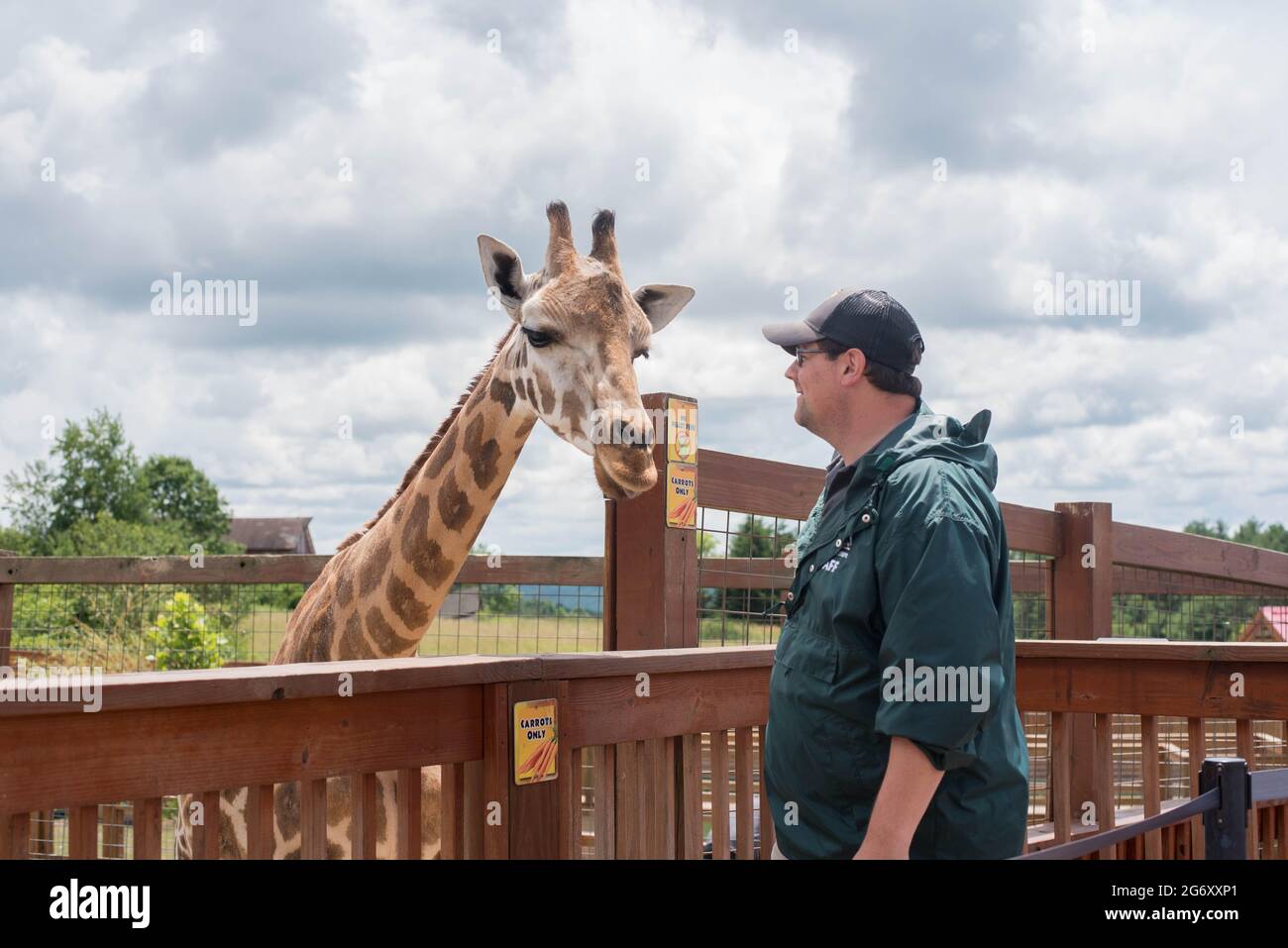 Un employé du Animal Adventure Park à Harpursville, NY visite les installations de la girafe réticulée Johari. Banque D'Images