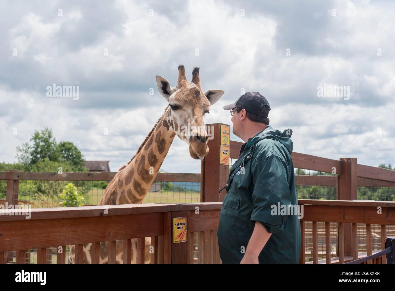 Un employé du Animal Adventure Park à Harpursville, NY visite les installations de la girafe réticulée Johari. Banque D'Images