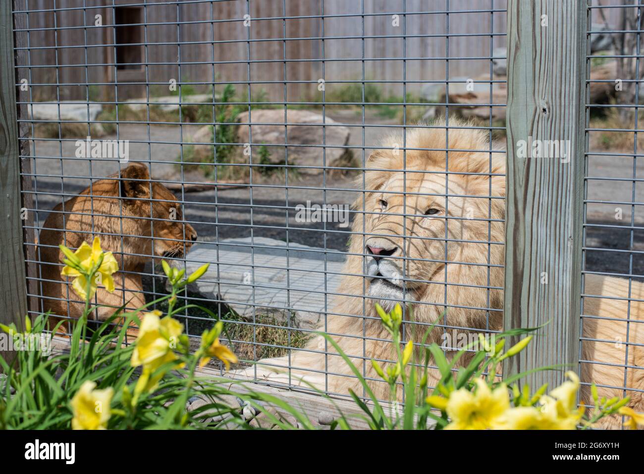 Les lions captifs du parc d'attractions Animal Adventure Park de Harpursville, NY attendent d'être nourris. Banque D'Images