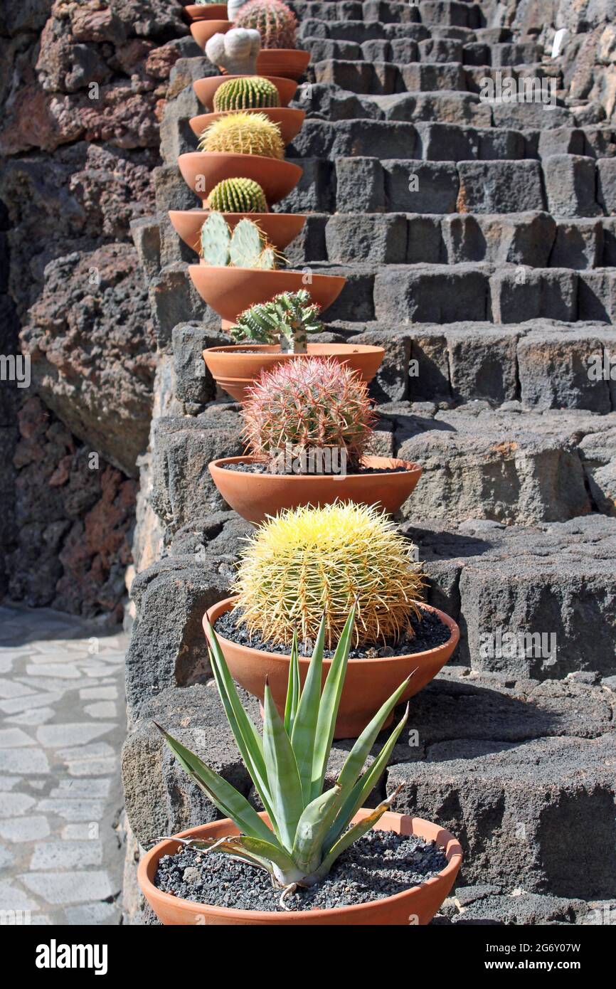 Un arrangement de pots de jardin de cactus, sur des marches faites de roche volcanique. Îles Canaries, Espagne. Banque D'Images