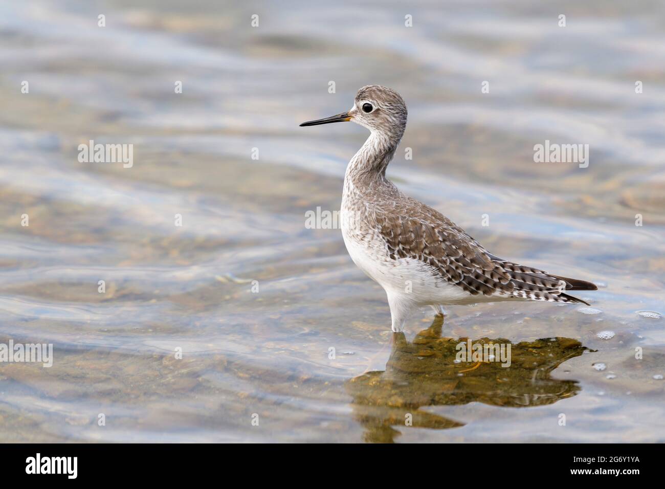 Des pattes jaunes plus petites (Trisga flavipes) debout dans l'eau avec réflexion, lac Goto, Bonaire, Antilles néerlandaises. Banque D'Images