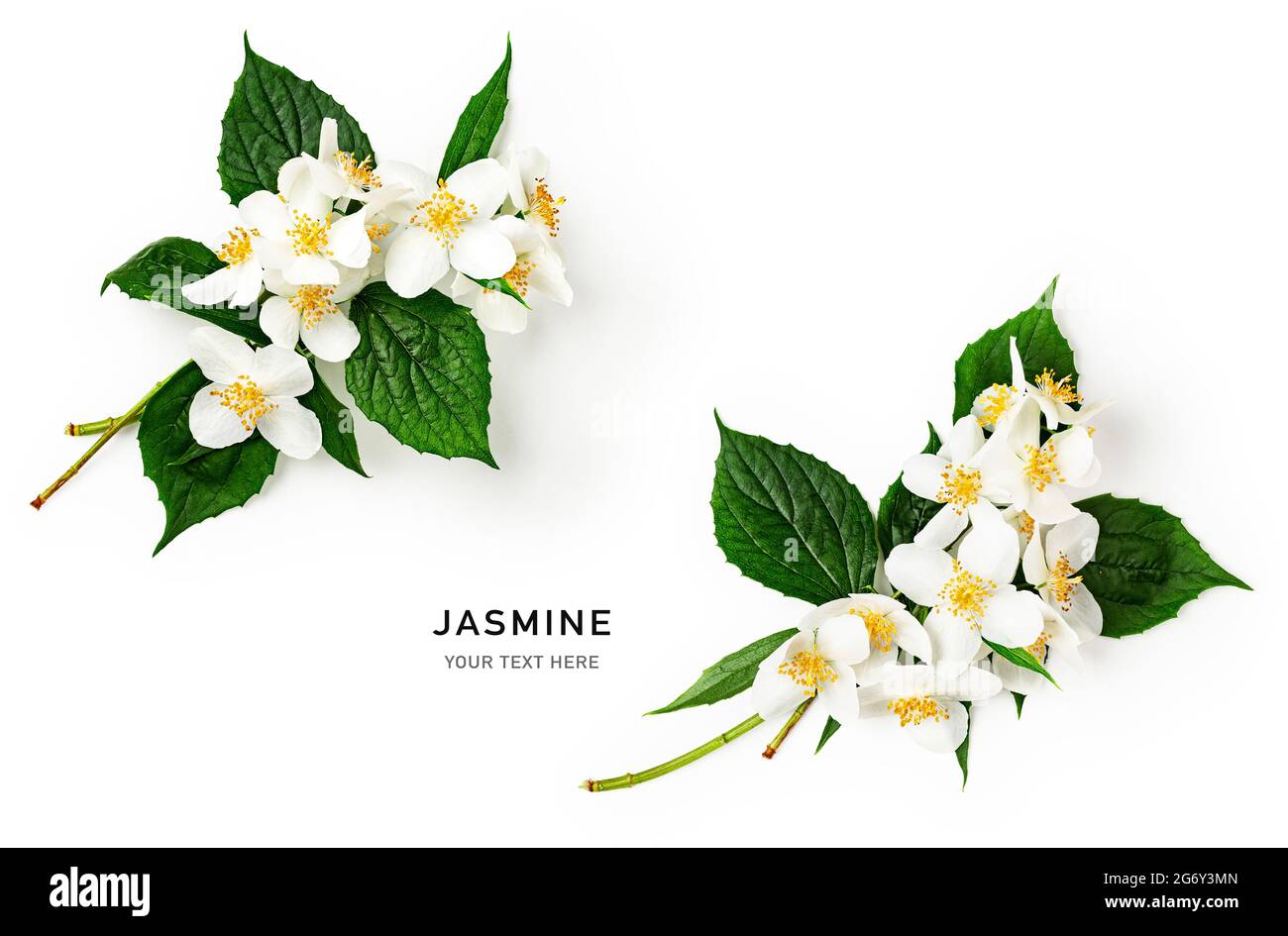 Fleur de jasmin avec tige et feuilles de cadre créatif. Fleurs blanches dans la composition du jardin d'été isolé sur fond blanc. Flat lay, vue de dessus. DESIG Banque D'Images