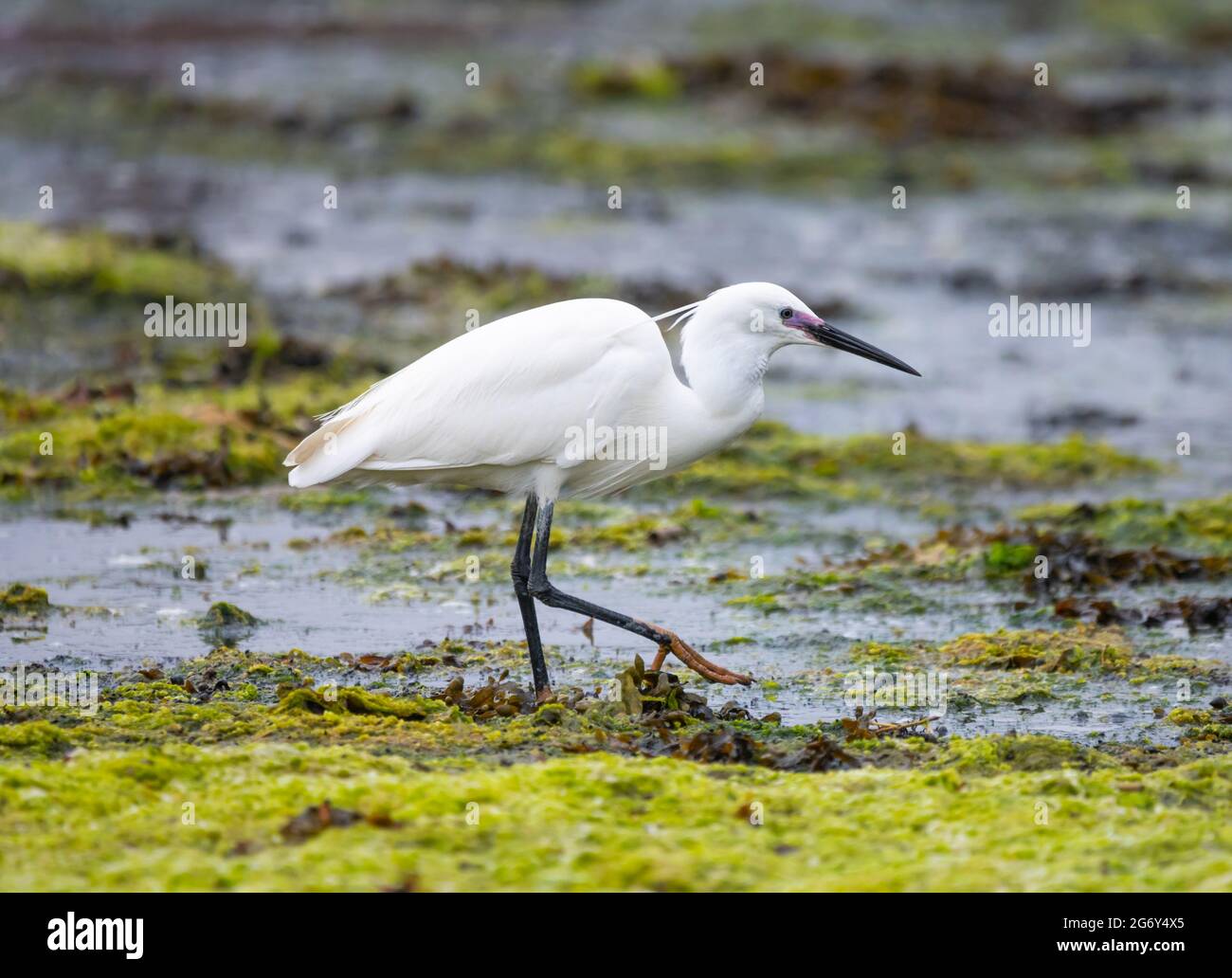 Vue latérale d'un petit Egret (Egretta garzetta) sur une terre humide à marée basse à la recherche de poissons à manger en été à West Sussex, Angleterre, Royaume-Uni. Banque D'Images