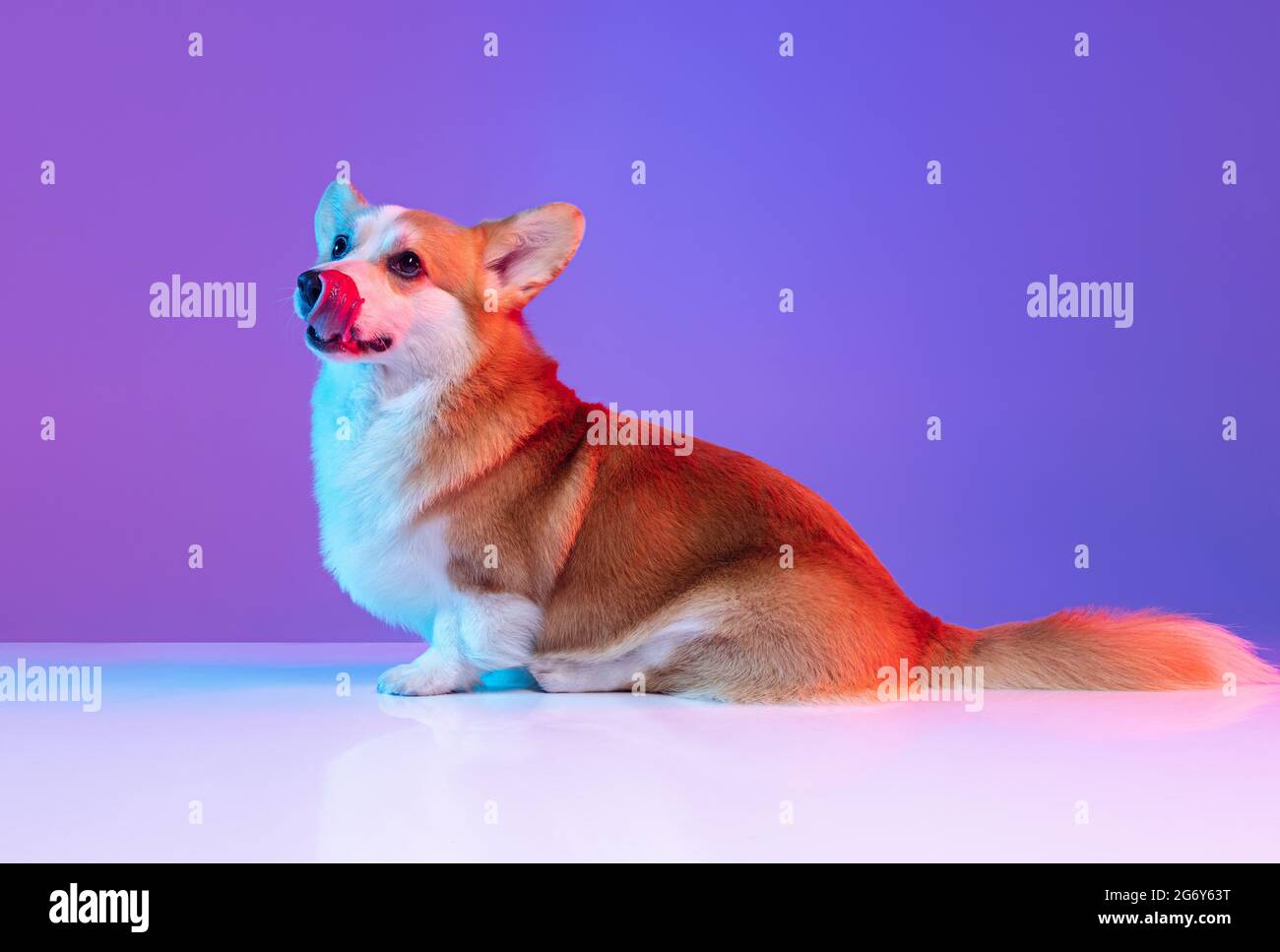 Chien Violet Banque du0027image et photos - Alamy