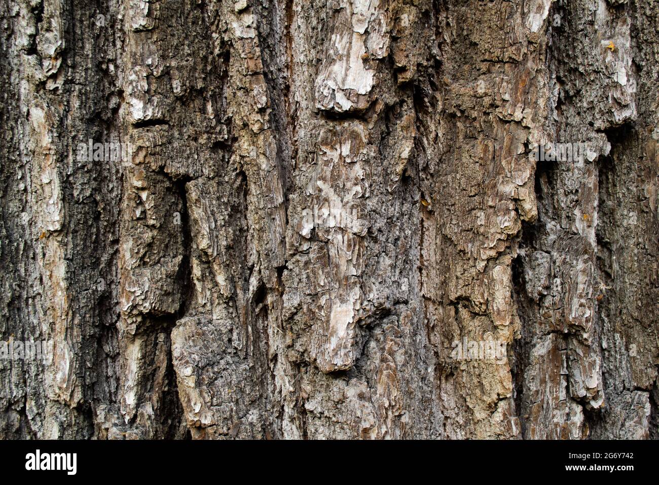 Gros plan de l'écorce rugueuse d'un vieux arbre énorme. Fond naturel. Copier l'espace. Banque D'Images
