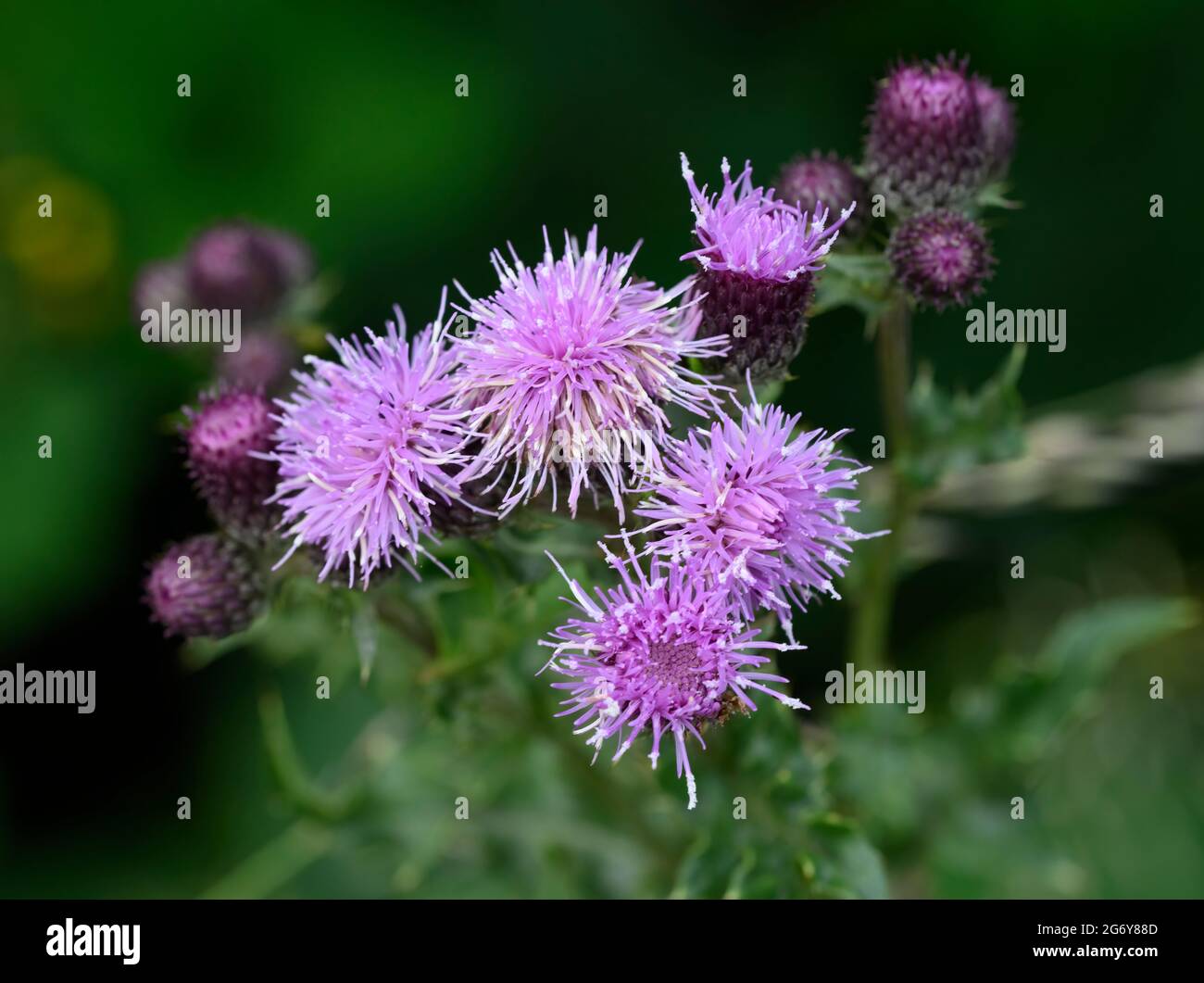 Fleurs de Thistle de Spear de couleur mauve Banque D'Images