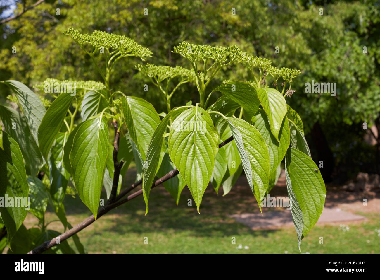 Arbre cornus alternifolia en fleur Banque D'Images