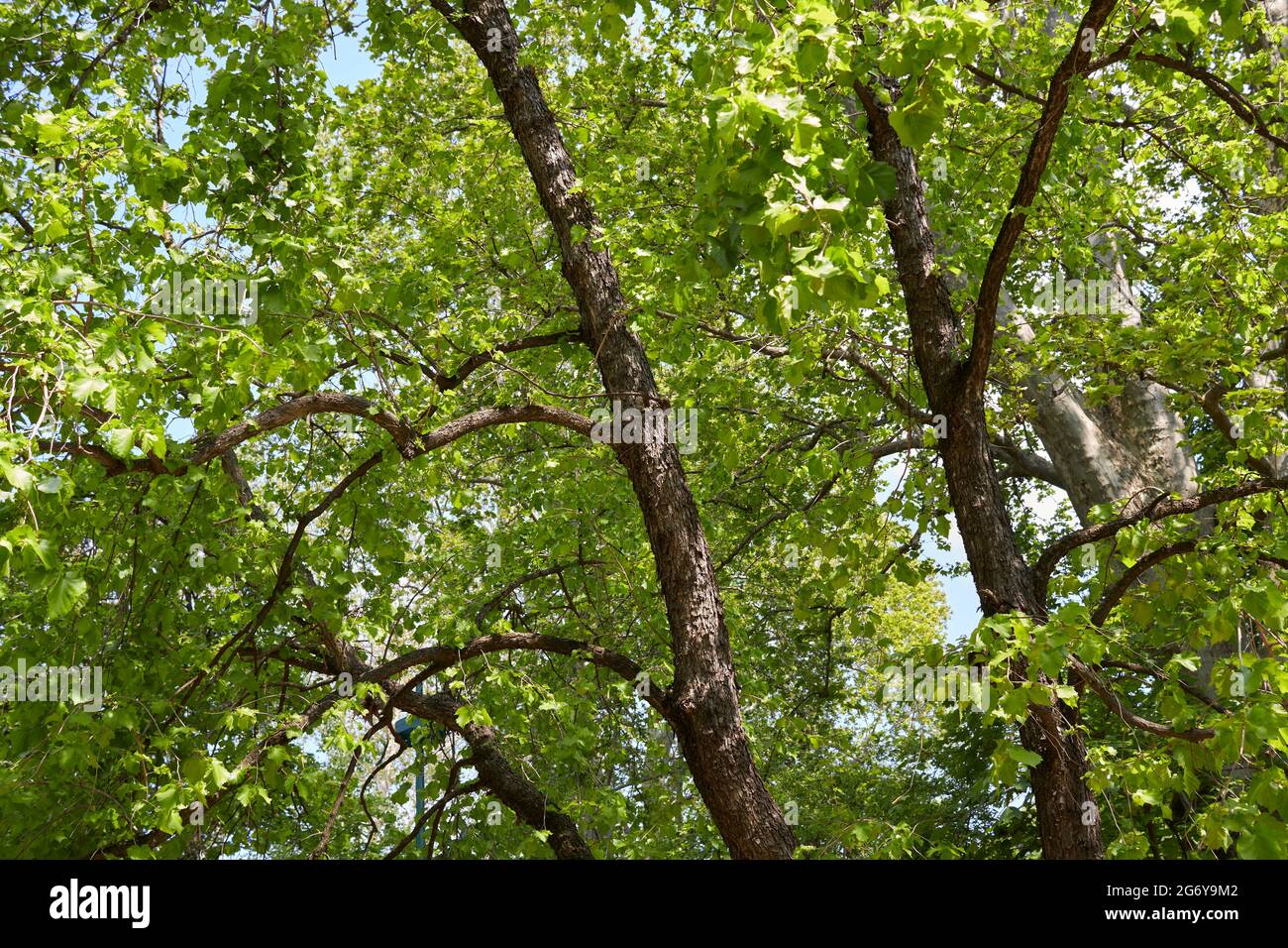 Vue rapprochée de la branche et du tronc de Corylus colurna Banque D'Images