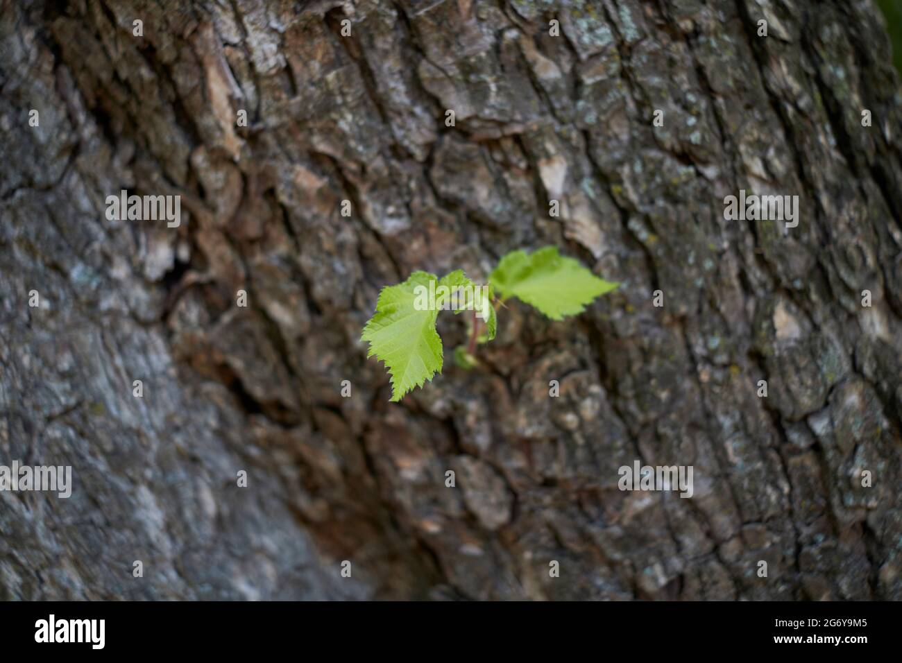 Vue rapprochée de la branche et du tronc de Corylus colurna Banque D'Images
