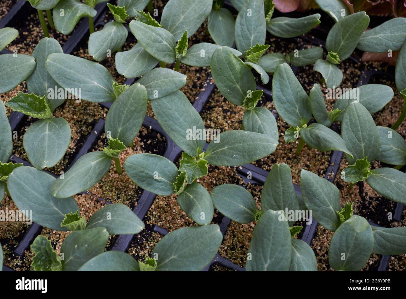 Cucumis sativus plantes fraîches Banque D'Images