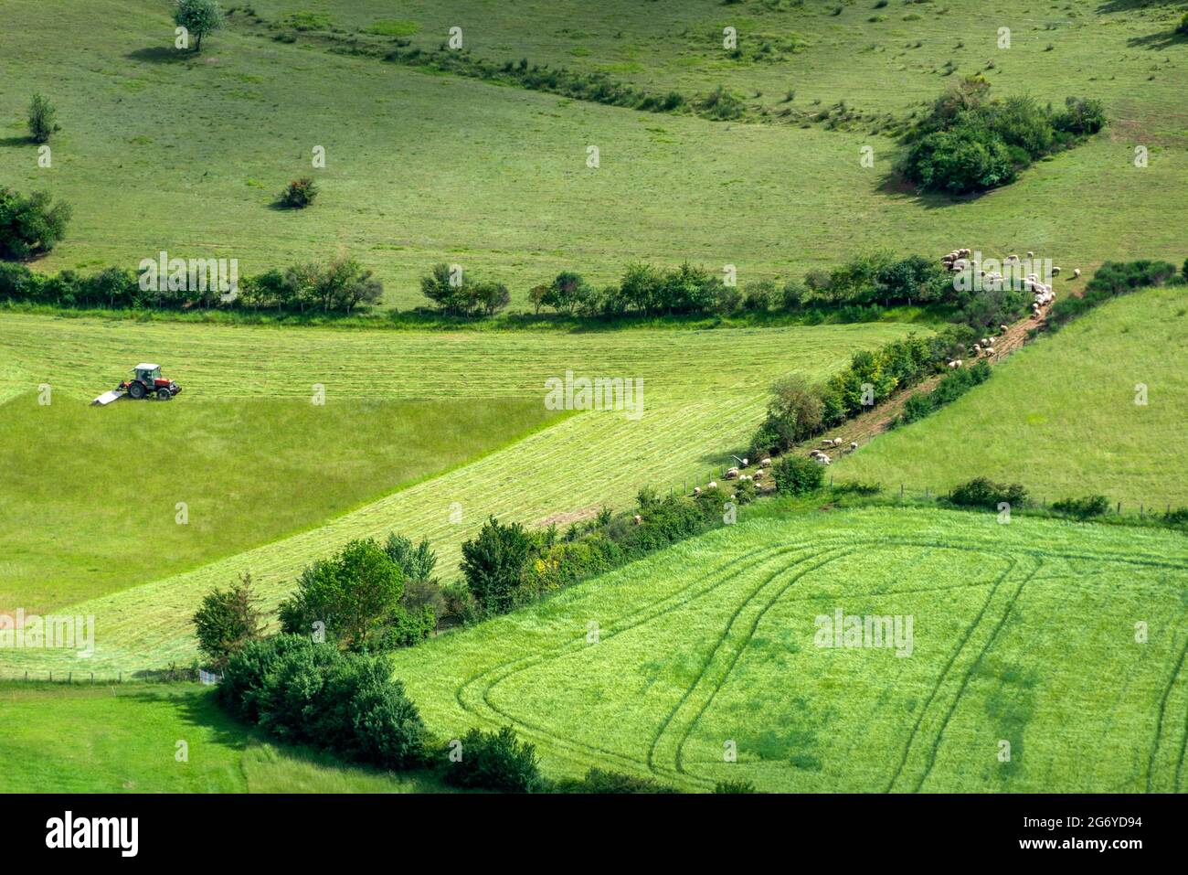 Un tracteur équipé d'une récolteuse pendant une récolte estivale pour la paille d'alimentation du bétail Banque D'Images