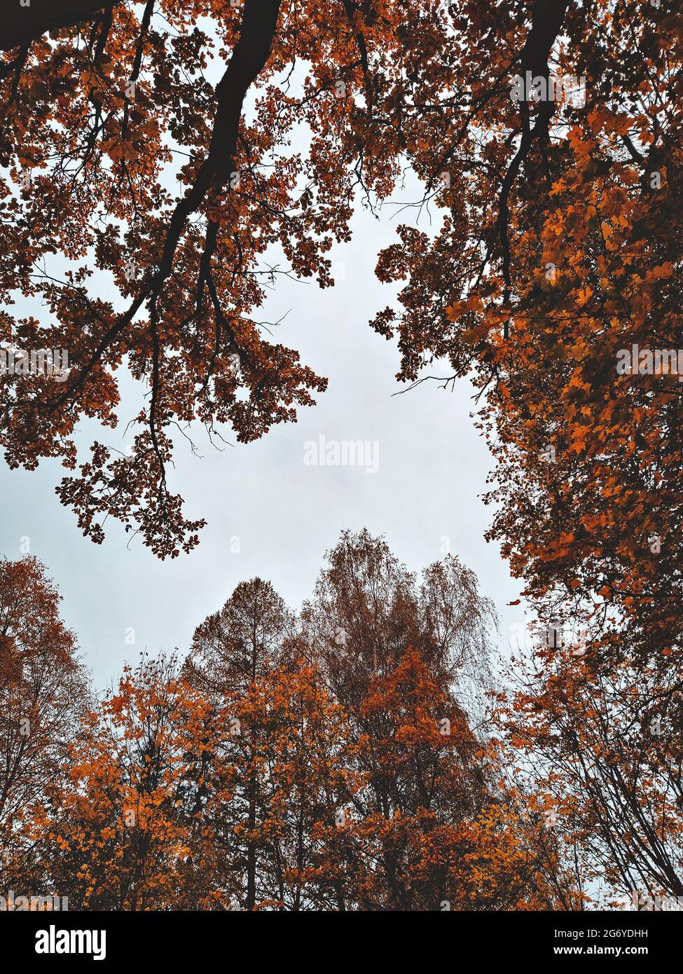 Sommets d'arbres sur fond de ciel pluvieux. Saison d'automne, concept d'humeur mélancolique, espace de copie Banque D'Images