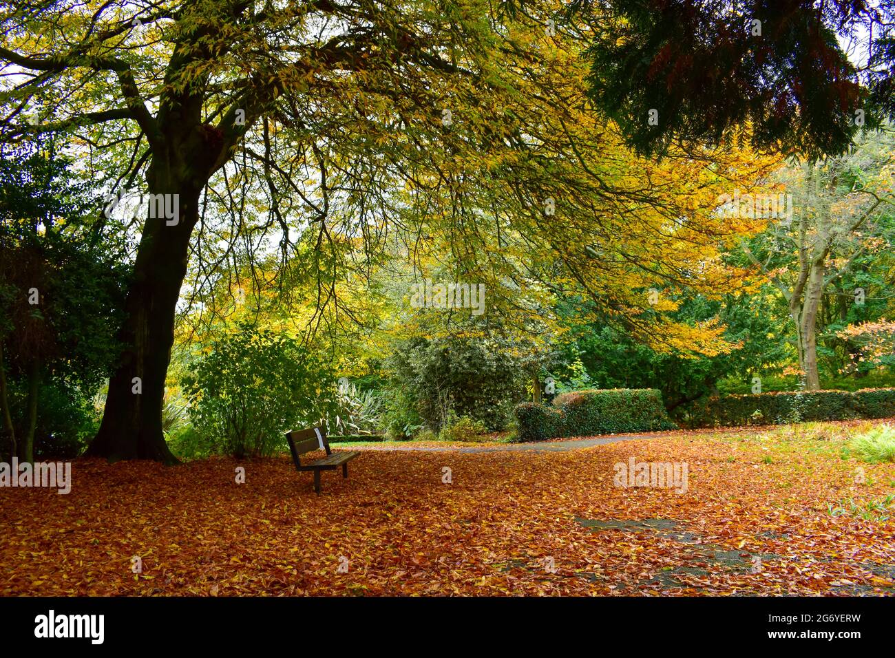 Un banc solitaire parmi les feuilles d'automne tombées. Banque D'Images