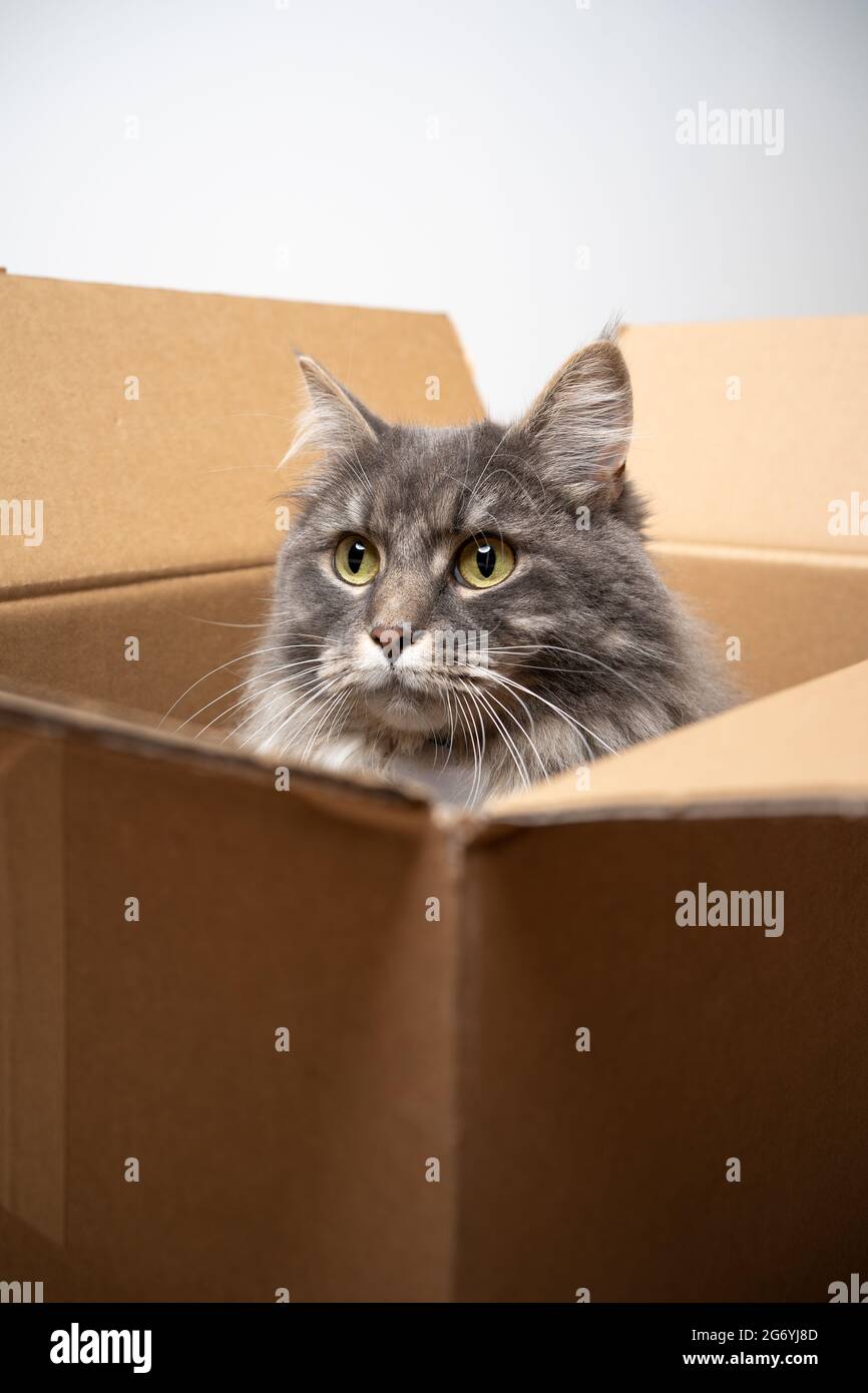 curieux chat long gris assis à l'intérieur de la boîte en carton ouverte regardant expectant Banque D'Images