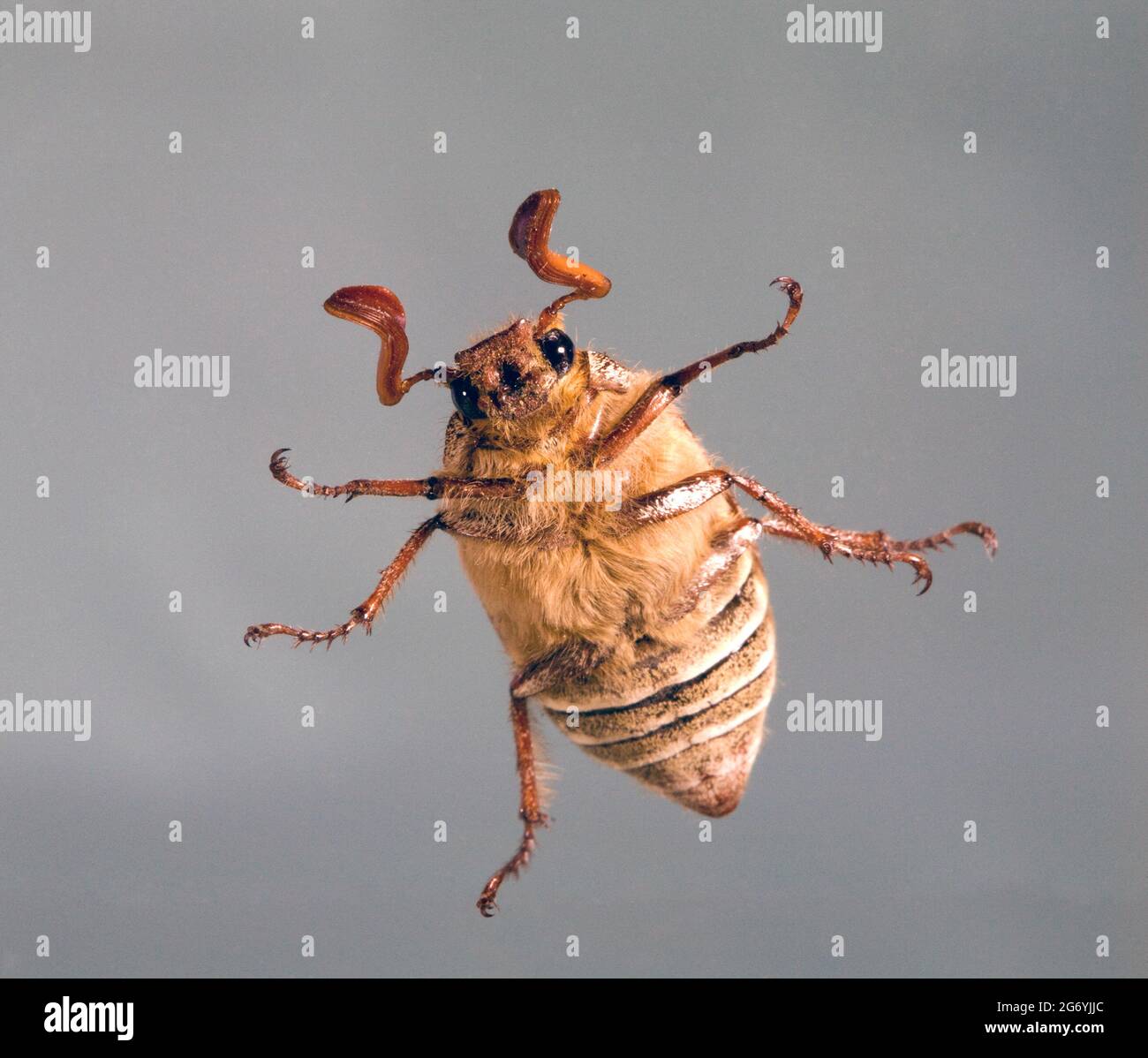 Détail d'un Beetle de juin à dix lignes mâles, Polyphylla decemlineata, un scarabée trouvé dans les États de l'Ouest. Celui-ci était dans le Pacifique non plus Banque D'Images