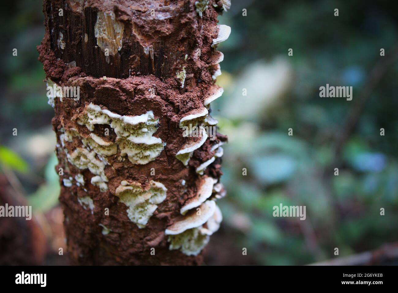 Foyer sélectif des champignons poussant sur un tronc d'arbre Banque D'Images