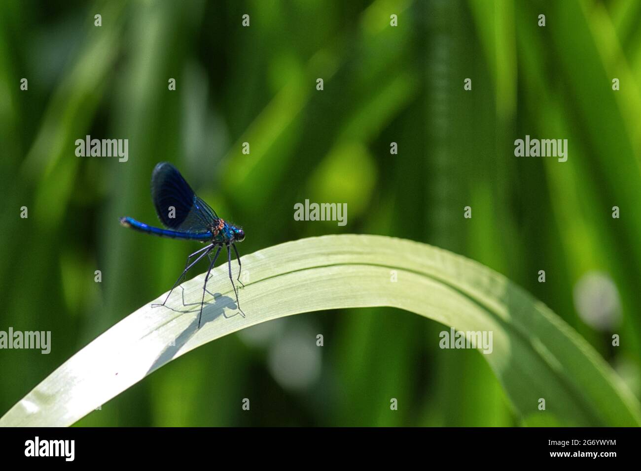 Belle Demoiselle, libellule bleue assise sur une feuille Banque D'Images