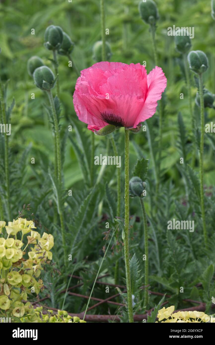 coquelicot oriental, framboise reine Banque D'Images