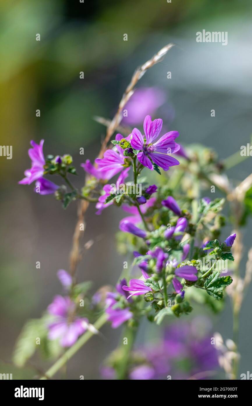 Géranium phaeum, fleurs de géranium rose, fleurs de géranium sauvage Banque D'Images