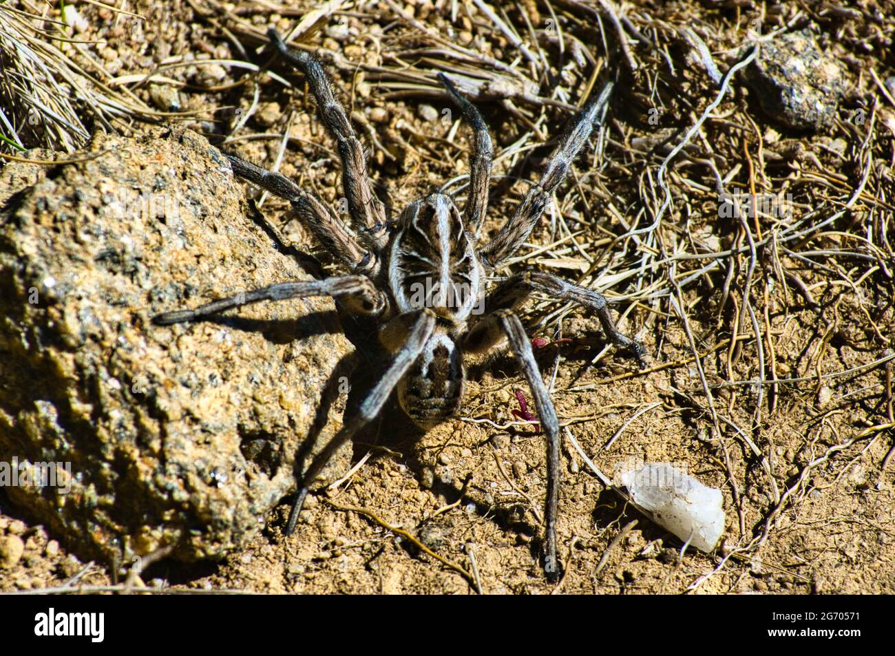 Une araignée de loups australienne (Lycosidae) au sol dans son habitat naturel : les plaines sèches et montagneuses de Bogong dans les Alpes australiennes. Banque D'Images