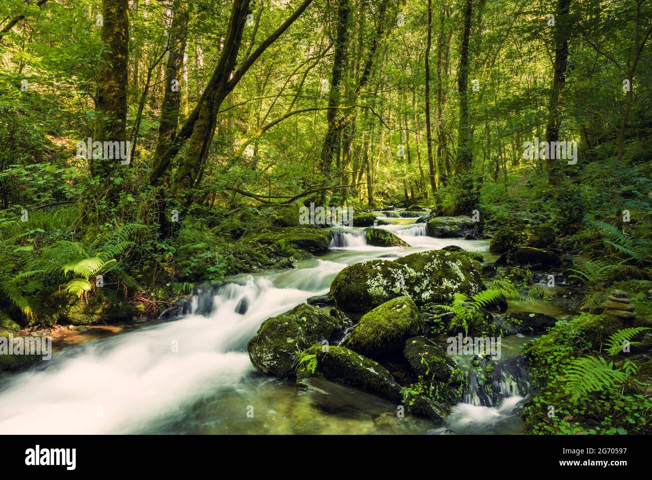 Ruisseau vierge dans une forêt vierge. Rivière Sesin dans le parc naturel de as Fragas do Eume en Galice, Espagne. Banque D'Images