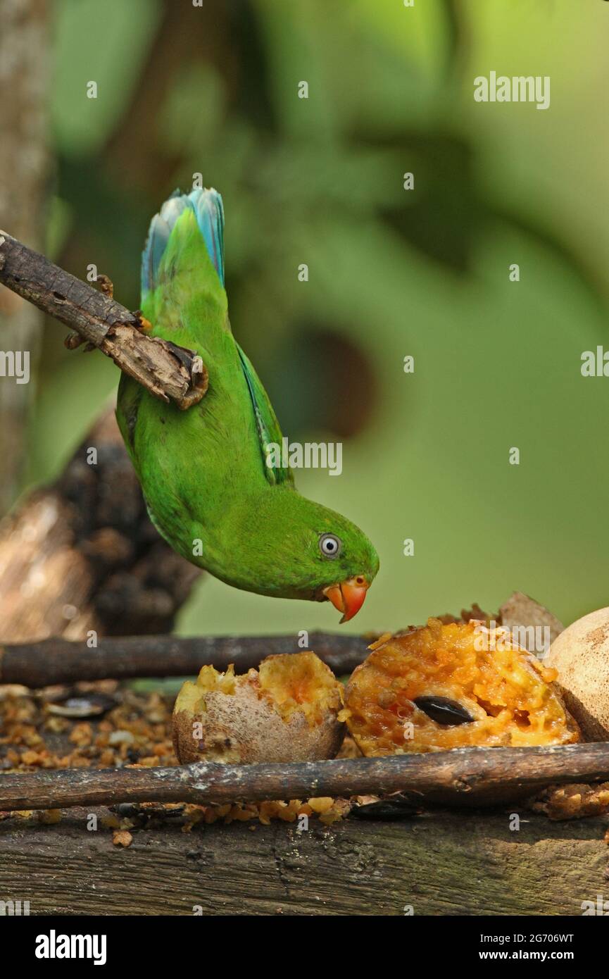 Perroquet vernal suspendu (Loriculus vernalis) adulte à la table d'oiseau, suspendu pour nourrir Kaeng Krachan, Thaïlande Novembre Banque D'Images